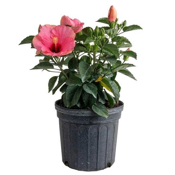 Island Blooms by Costa Farms 2G Pink Hibiscus Bush in grower pot, Direct Sunlight, Live Flowering Outdoor Plant