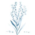 thumbnail image 2 of Vision Studio  12x14 Black Ornate Wood Framed with Double Matting Museum Art Print Titled - Antique Botanical in Blue I, 2 of 4