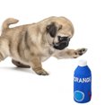 thumbnail image 1 of Dog Chew Toy Creative Juice Bottle Interactive Pet Bite Toy Pet Sound Toy, 1 of 8