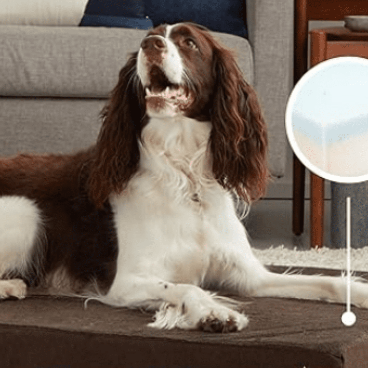 Orthopedic Dog Bed with Memory Foam, Premium Comfort for Dogs and Puppies, Dog Bed for Joint Relief and Restful Sleep, Durable and Easy to Clean - Espresso, Large