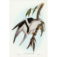 thumbnail image 2 of Gould, John 13x18 Black Modern Framed Museum Art Print Titled - Letter-winged Kite-Elanus sciptus, 2 of 4