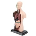 thumbnail image 1 of Human Body Model, Comfortable Touch Anatomy Figure Educational  for Students for Science Classroom, 1 of 7