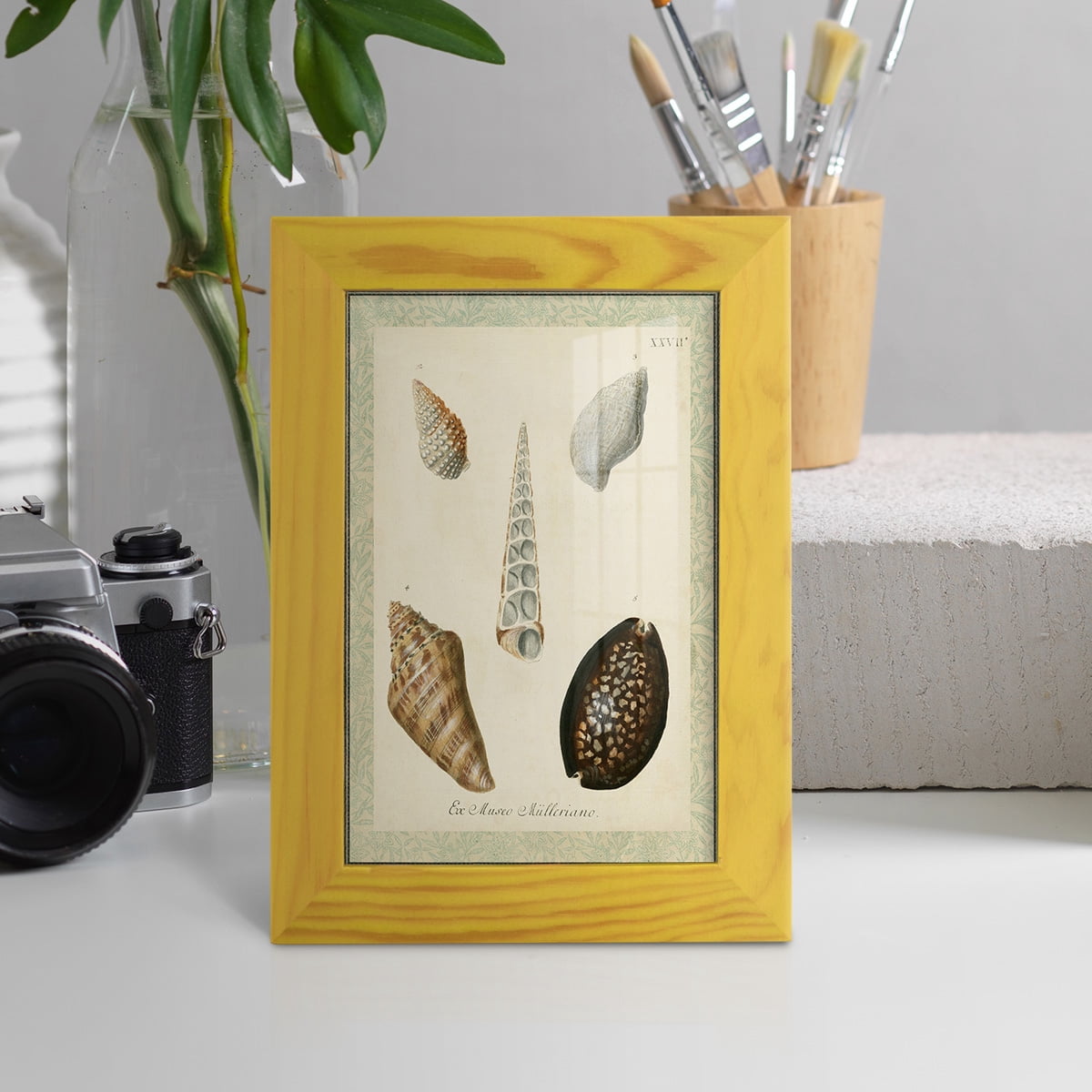 Bookplate Shells IX - Framed Print w/glass - Sunflower Yellow