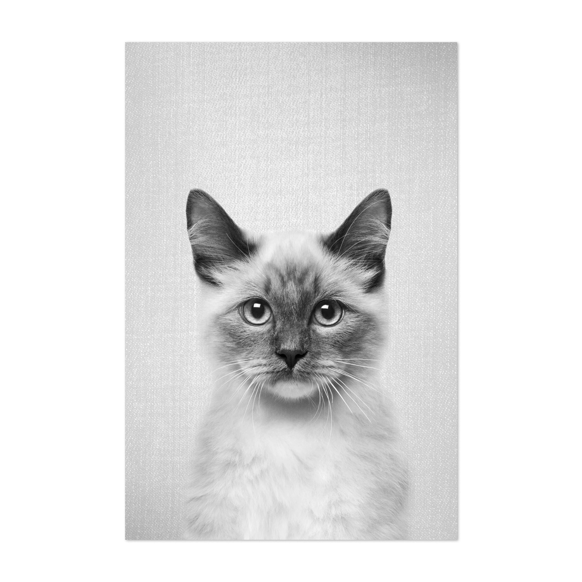 Tailand mushuk fotosurati Tailand mushuk fotosurati