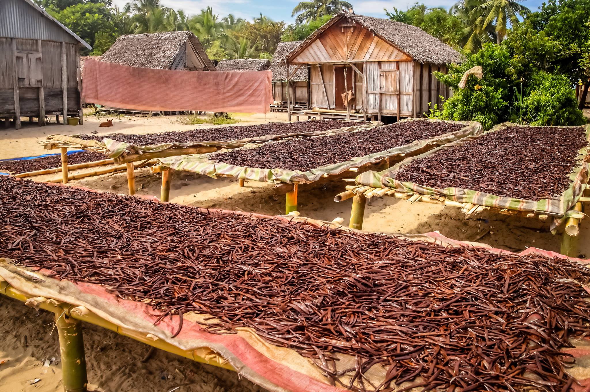 1 LB Organic Madagascar Vanilla Beans. Whole Grade A Vanilla Pods for Vanilla Extract and Baking - 16 Ounces