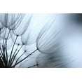 thumbnail image 2 of Stramel, Renee W. 14x11 Black Ornate Wood Framed with Double Matting Museum Art Print Titled - Macro Dandilion XI, 2 of 4