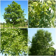 Common Ash Tree Seeds - Fraxinus excelsior - 25 Seeds