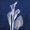 Unframed, variant on Art.com Three Indigo Calla Lilies Premium Giclee Print by Albert Koetsier, Black Frame Wall Art, 29" x 29"