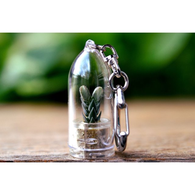 Buddha's Temple Live Plant Keychain. Succulent Terrarium Gift