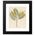thumbnail image 2 of Clemenz Heinrich Wehdemann 15x17 Black Modern Framed Museum Art Print Titled - Mimosa (Acacia Carean) (1817), 2 of 5