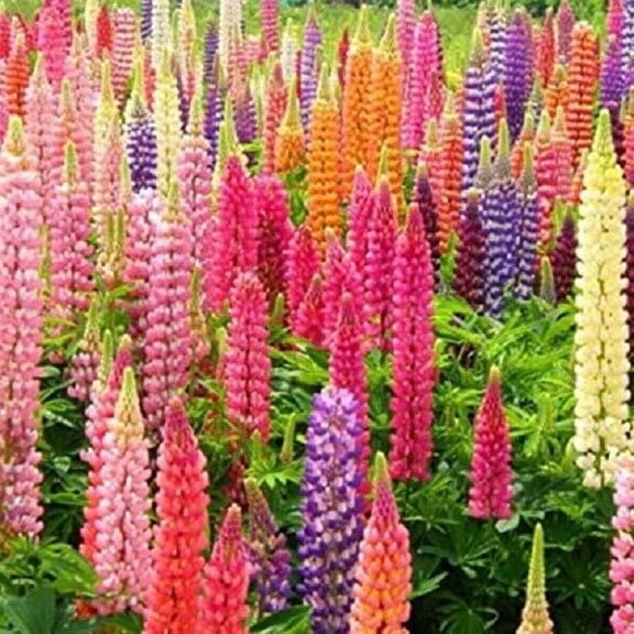 25 Rainbow Mix Lupine Seeds Flower Perennial Seed Bloom Flowers 363 US SELLER