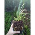 thumbnail image 2 of Pineapple Popsicle Dwarf Poker/ Torch Lily/ Kniphofia, 2 of 2