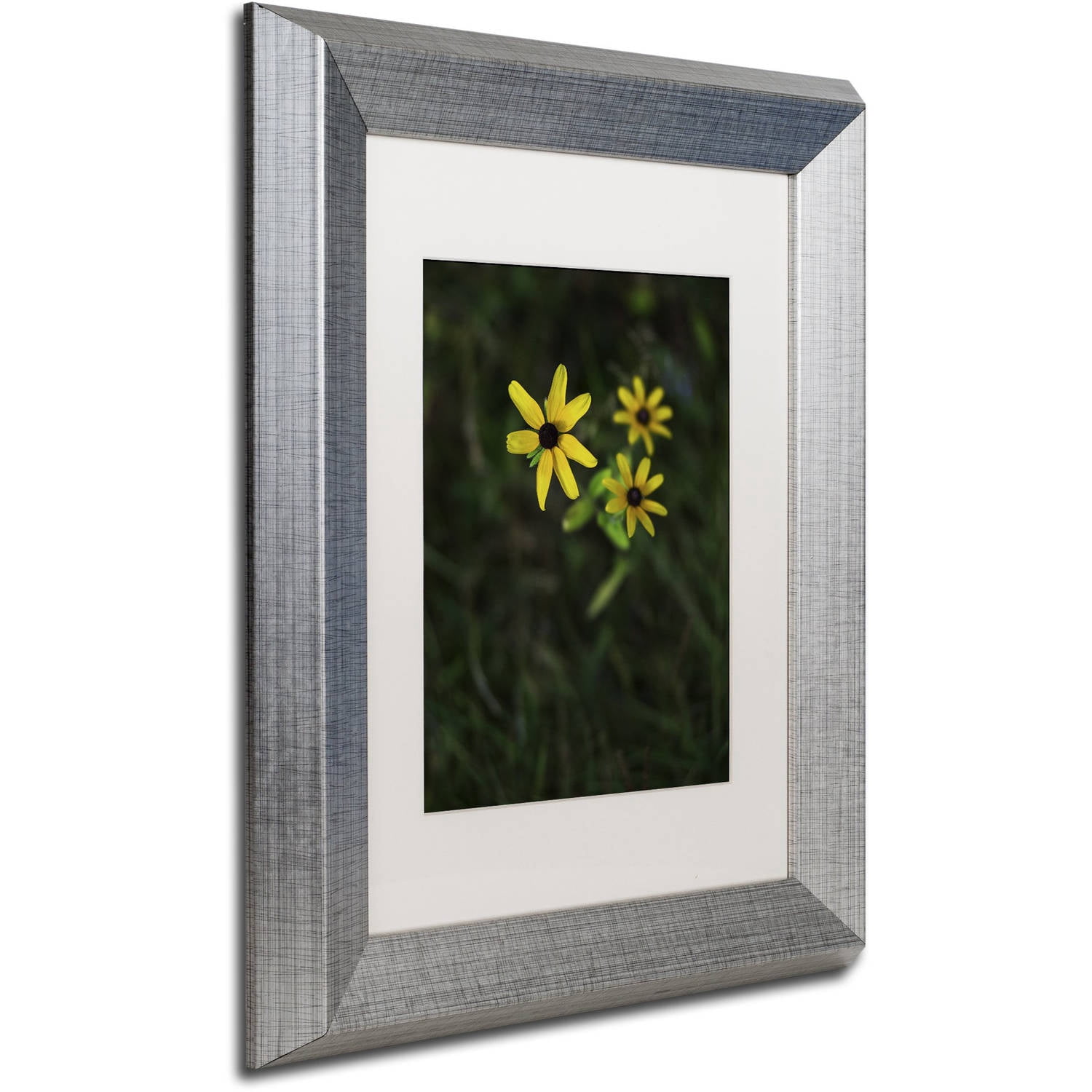 Trademark Fine Art "Brown-Eyed Susan" Canvas Art by Kurt Shaffer, White Matte, Silver Frame