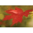 thumbnail image 2 of Vitaly Geyman 18x13 White Modern Wood Framed Wall Art Titled - Maple Fire Leaves II, 2 of 5