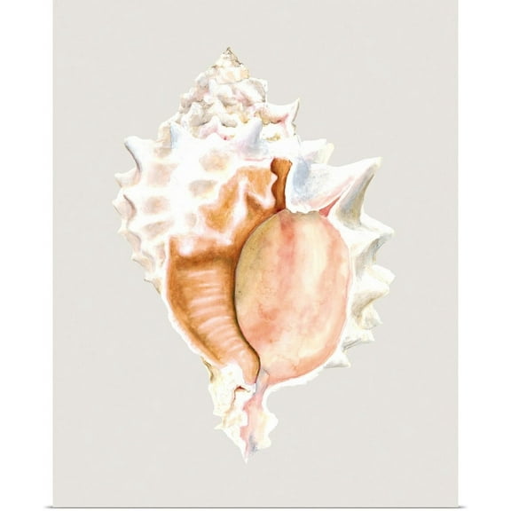 Great BIG Canvas | Rolled Michael Willett Poster Print entitled Pink Murex