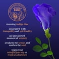thumbnail image 6 of Bigelow Butterfly Pea Flower Sapphire Bay, Herbal Tea, Tea Bags, 18 Count, 6 of 14