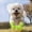 Green, variant on Summer Breathable Dog Shoes for Small Dogs, Breathable Mesh Dog Boots for Summer Hot Pavement, Reflective Adjustable Non Paw Protectors for Small Dogs Cat Puppy