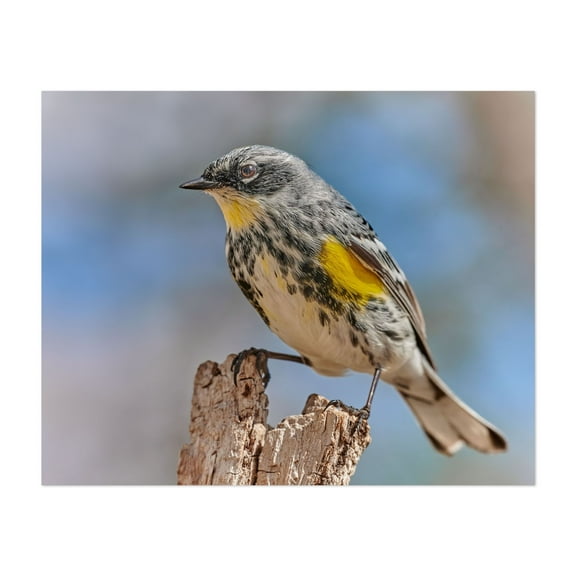Yellow-Rumped Warbler - Photography Bird Wildlife Nature Animal Woodland Scenic Unframed Wall Art Print 6 x 8 inches