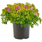 Island Blooms 10in Gold Mound