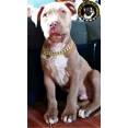 thumbnail image 3 of Collar Para Perro Cadena Cubana Dorada Todas Las Tallas, 3 of 7