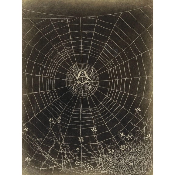 Mankes Spider Web Flowers Animal Extra Large XL Wall Art Poster Print