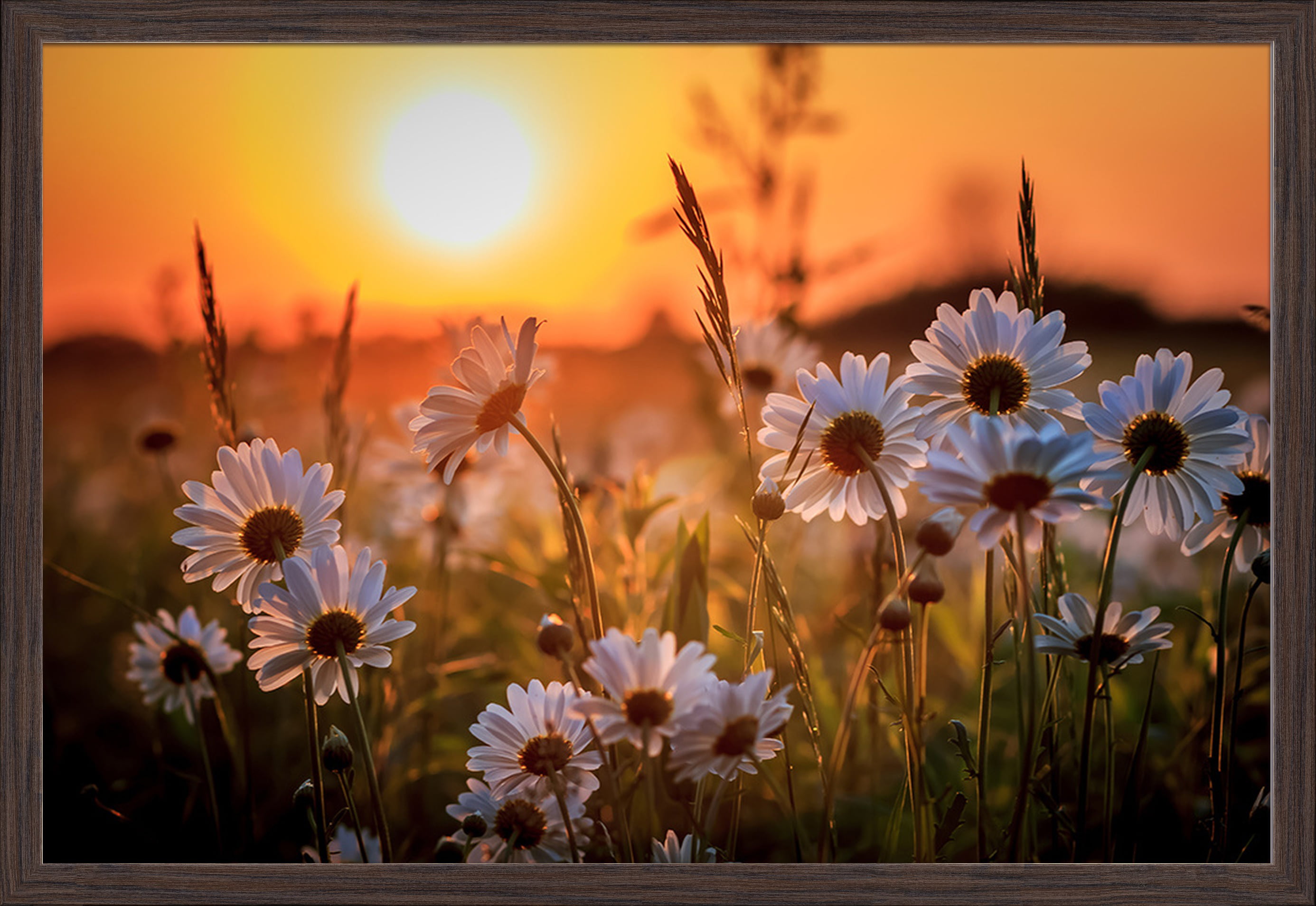 Daisy Flower Field at Sunset - Lantern Press Photography (24x16 Giclee