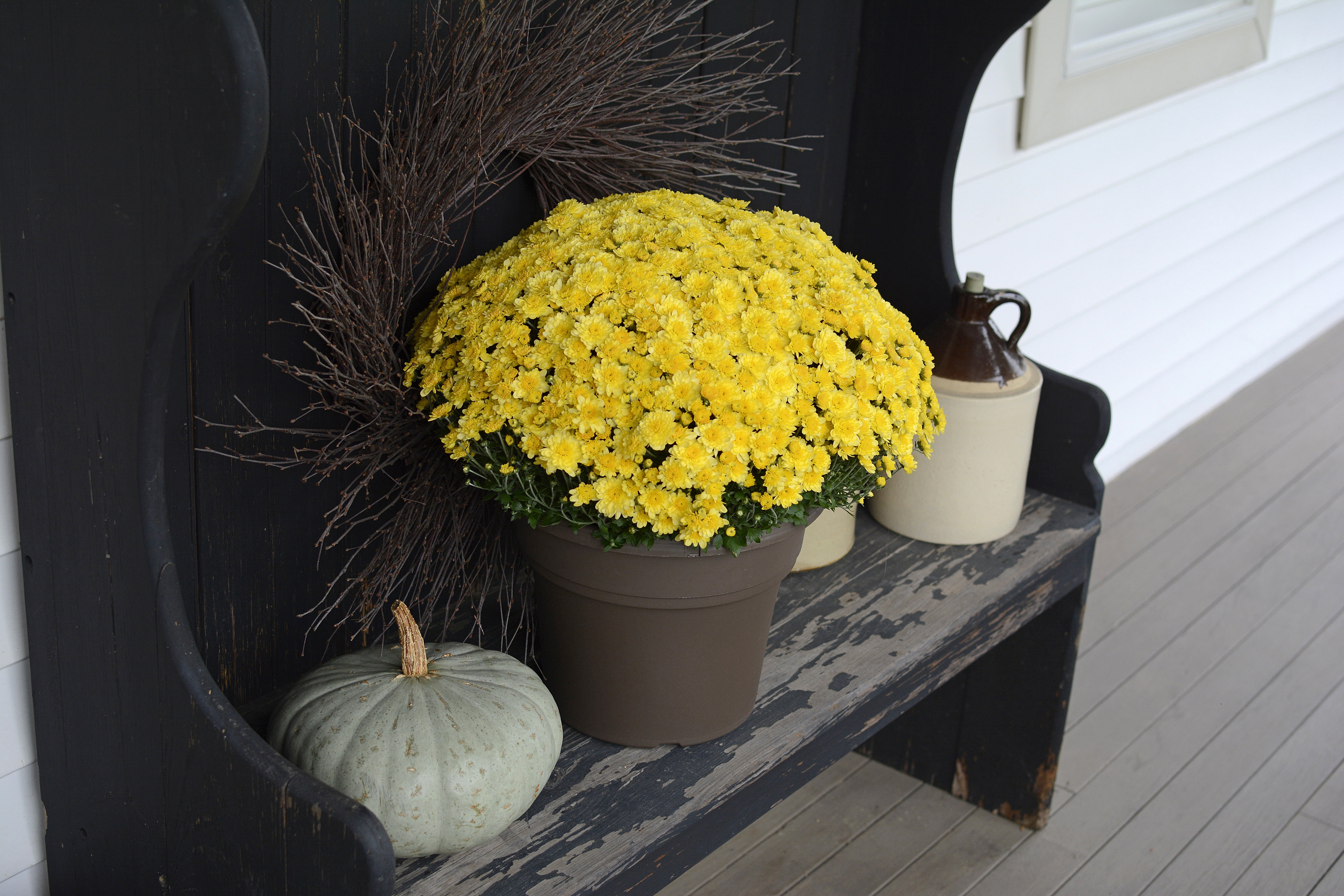 Expert Gardener 3qt Mum Various Colors