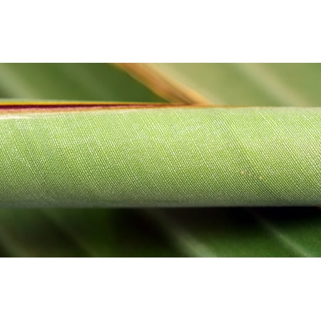 - Peel-n-Stick Poster of Close Banana Leaf Green Rolled Sheet Plant Rolled Poster 24x16 Adhesive Sticker Poster Print
