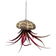 thumbnail image 3 of Small Tillandsia Jellyfish, Cute Hanging air Plant with Seashell, 3 of 5