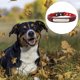 thumbnail image 3 of Collar para perros tapizado en neopreno jacquard reflectante 3M de seguridad suave de 9 colores Blueberry Pet, 3 of 5
