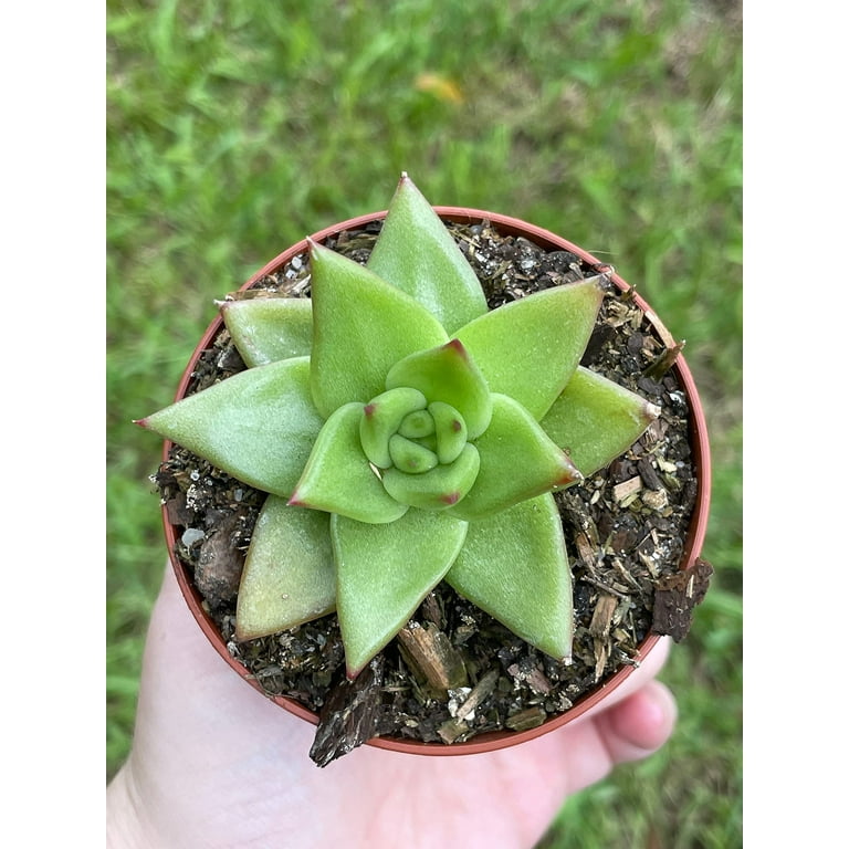 Echeveria agavoides, Molded-Wax Agave, in 3 inch Pot, Super Filled -  Walmart.com