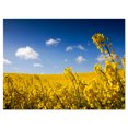 thumbnail image 2 of Yellow Canola Field - Landscape Photography Canvas Art Print, 2 of 3