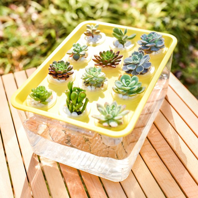 YAOMOBB Twelve Holes Hydroponic Box Transparent Hydroponic Planter Box with 12 Holes Lid Handle Plastic Rectangle Holder Desktop Plants Container Easy Care
