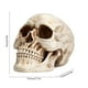 thumbnail image 3 of Uuiauoio Resin Skull, Human Head Model for Home Decoration, Halloween Statue, Skull Model for Bookshelf and Desktop, Skeleton Head Halloween Skull Artwork Decoration, 3 of 6
