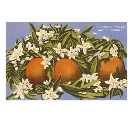 Oranges and Blossoms, Florida Print Wall Art