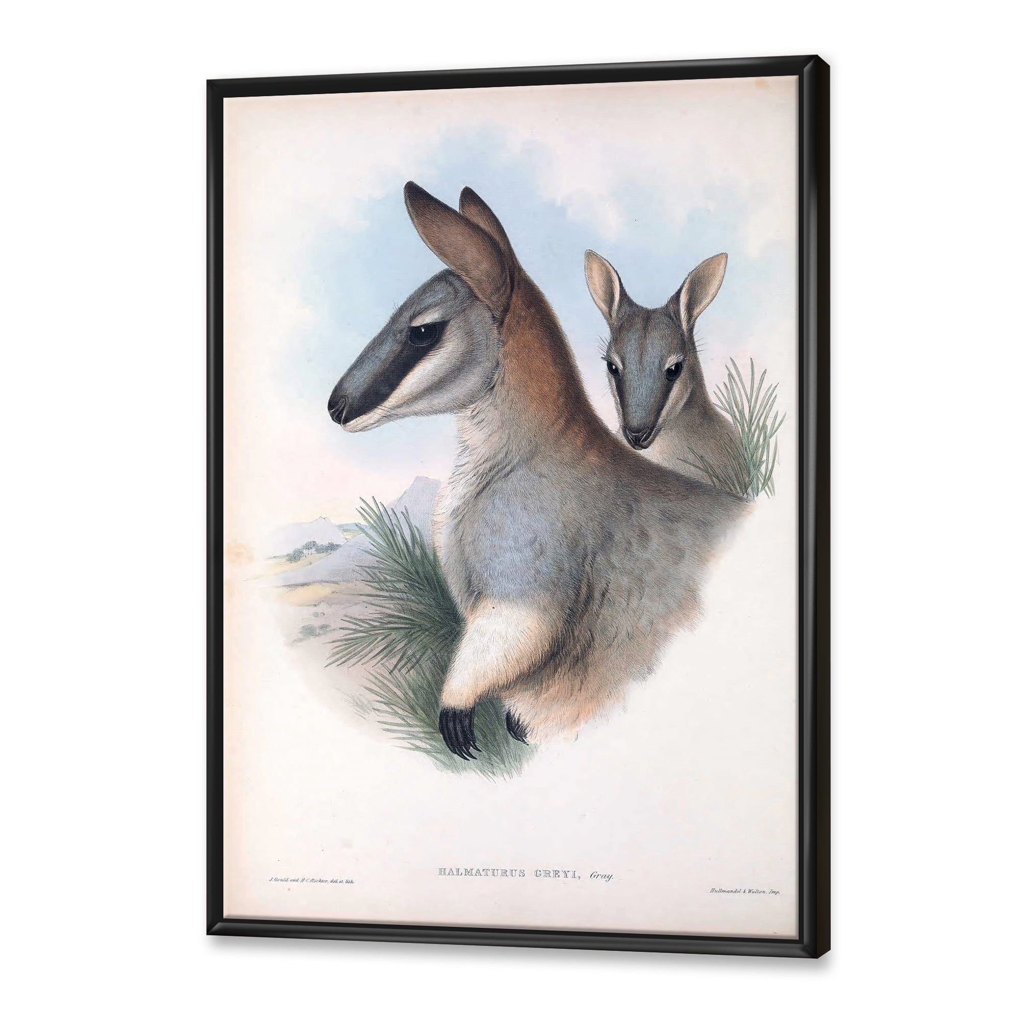 Designart 'Ancient Kangaroo' Farmhouse Framed Canvas Wall Art Print