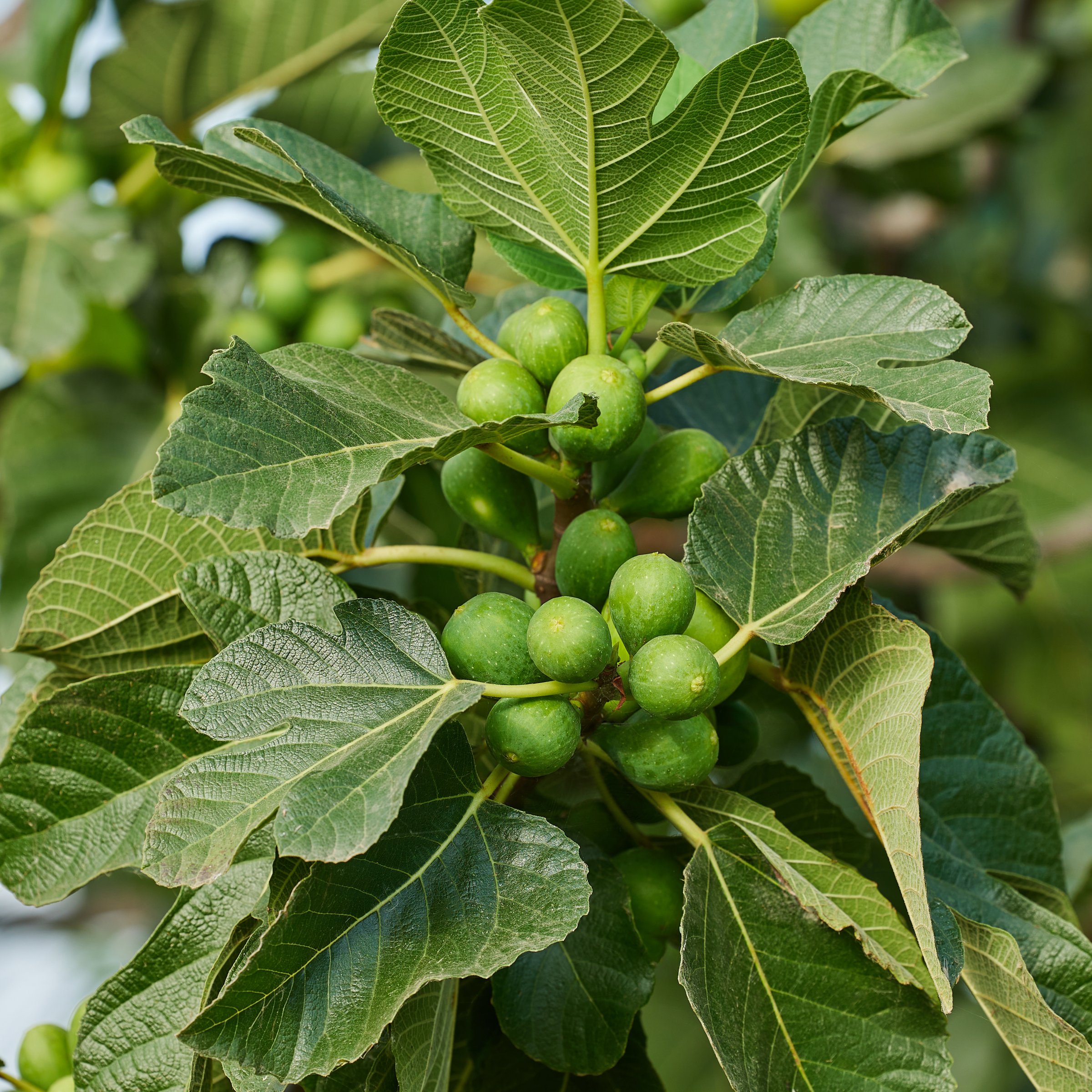 1 gal. Fig Kadota  Live Shrub with Full Sunlight
