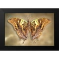 thumbnail image 2 of Reynolds, Richard 14x11 Black Modern Framed Museum Art Print Titled - Madagascar Green Veined Charaxes, 2 of 5