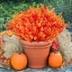 thumbnail image 1 of Xihbxyly La Oferta de Hoy Plants Artificial In Otoño Decoración Del Hogar y Jardín Estilo Rural Decoración Otoñal para Exteriores Simulación de Plantas Verdes, 1 of 7