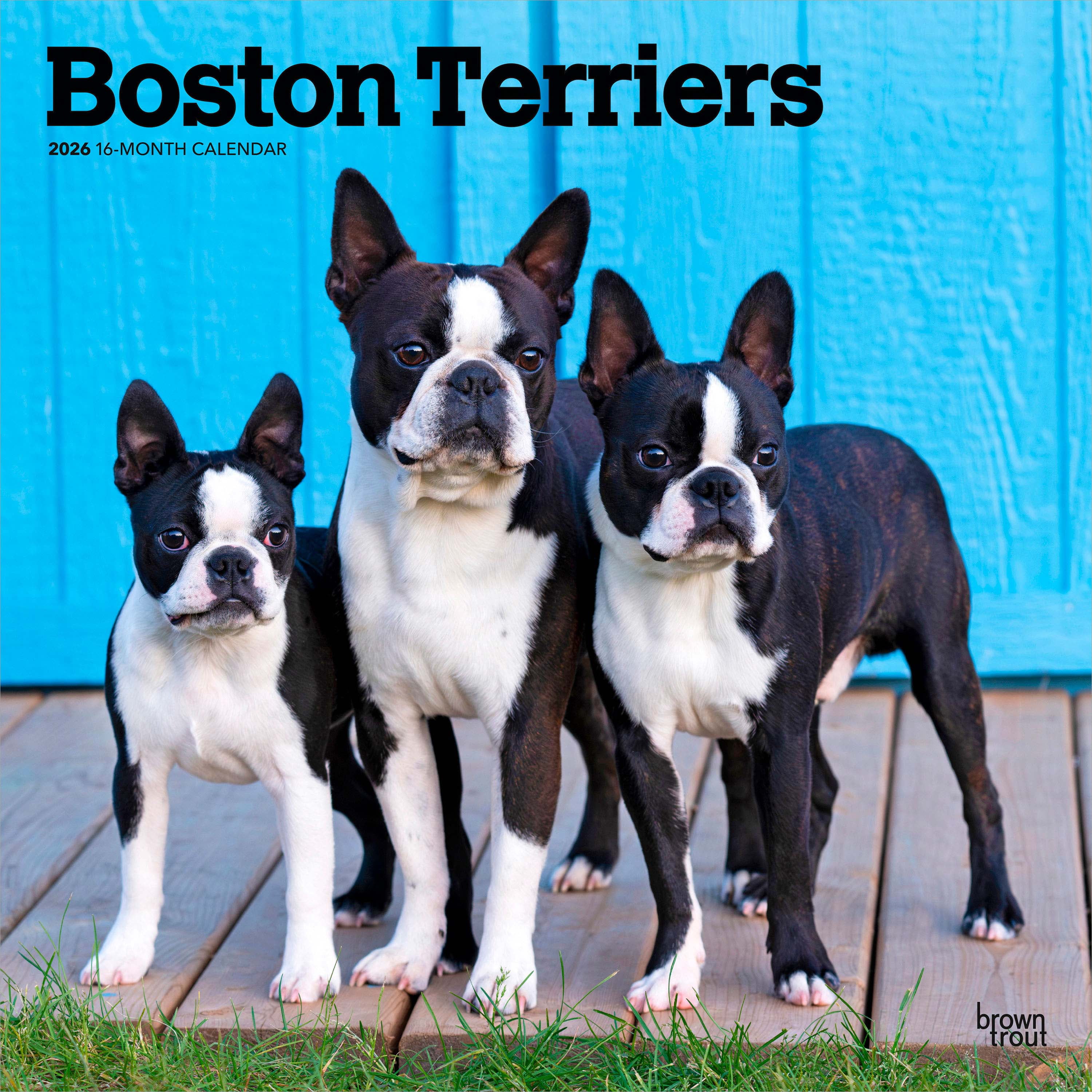 Terriers de Boston 2026 Carré