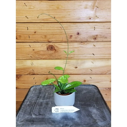 Hoya Crassipetiolata Little Splash, 2" Plant, The Plant Farm