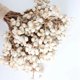 thumbnail image 3 of Bola de algodón natural 100G MACHAO flores secas hierba seca ramo de frutas blancas reales decoración de fiestas bricolaje de bodas decoración familiar 20-25 cm, 3 of 5