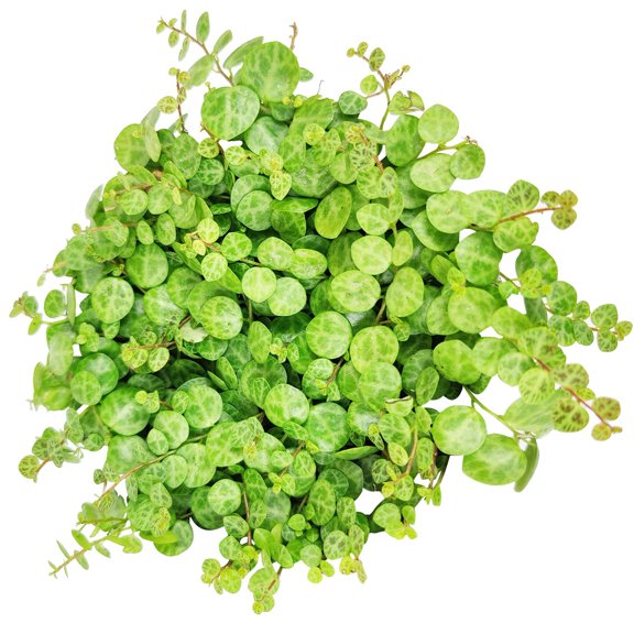 String of Turtles (2"  Plastic Pot) - Live Healthy Succulent for Home Office - Trailing Succulent - Easy to Care Succulent