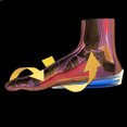 thumbnail image 4 of Almohadilla de soporte para el talón Copa Gel Silicona Cojín de choque Plantilla ortopédica Coche plantar Ygjytge Cuidado Belleza, 4 of 8