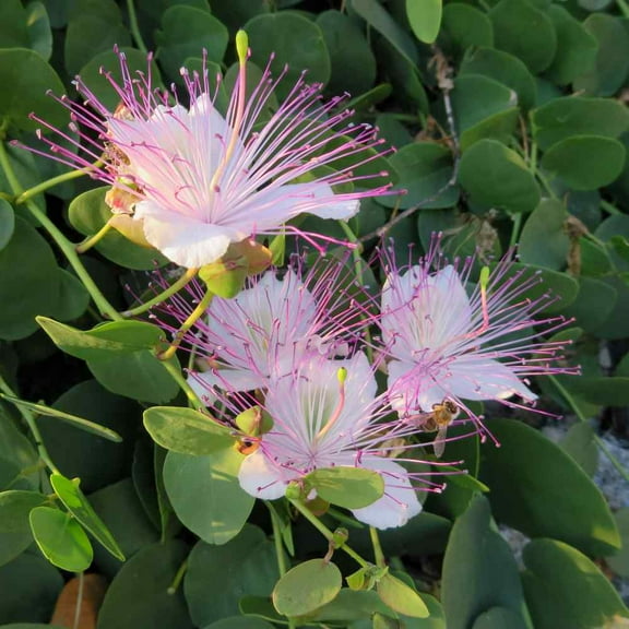 Outsidepride Capparis Spinosa Bush - 200 Seeds