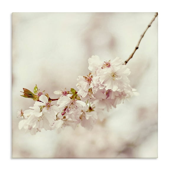 Stupell Industries Delicate Cherry Blossom Plants & Flowers Photography Wrapped Canvas Art Print Wall Art, 17 x 17