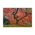 thumbnail image 3 of Old Japanese Maple Tree In Japanese Garden Canvas Wall Art for Home Decor Ready-to-Hang, 3 of 10