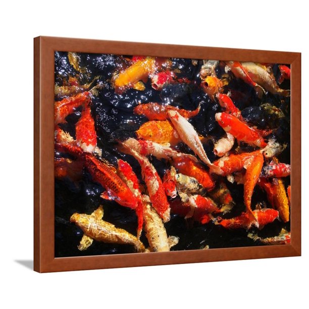 Beautiful Frenzy Japan Koi Fish in the Pond Framed Print Wall Art By
