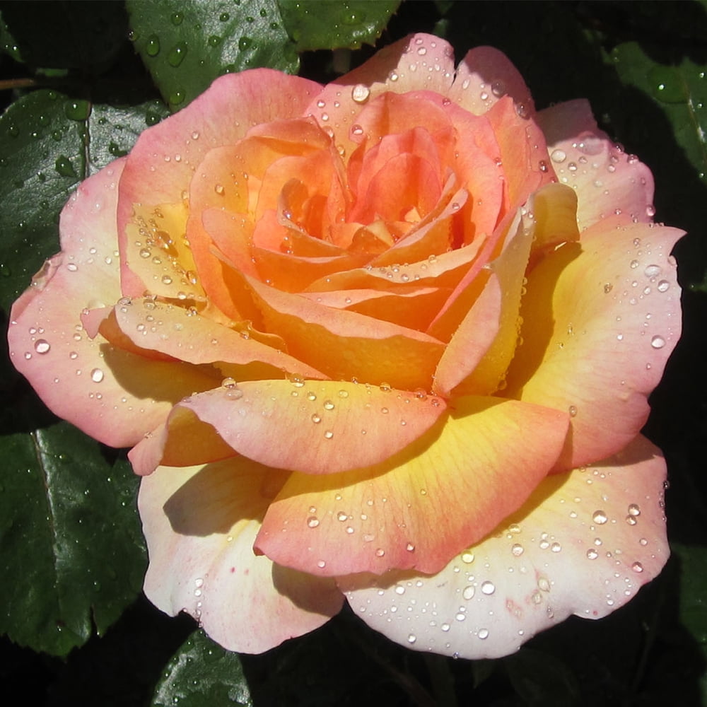 Heirloom Roses Rose Bush - Glowing Peace™ Grandiflora , Live Rose Plant