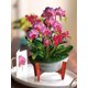 thumbnail image 3 of Tarjeta pop-up Freshcut Paper Orchid Oasis ramo de 30 cm, 3 of 9